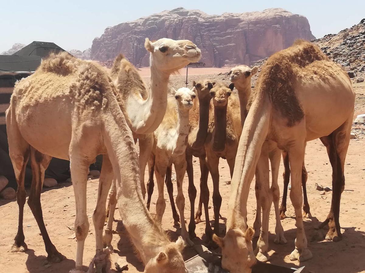Climbers House In Wadi Rum Ngoại thất bức ảnh